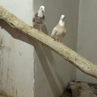 طوقی آجری ماده خال سیاه نر فولادی خال قدیم|پرنده|همدان, |دیوار