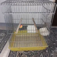 قفس پرنده
