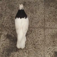 سلام دوستان