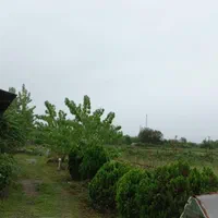 فروش۹هزارمتر مزرعه پرورش ماهی قزل الاوزمین مسکونی|فروش دفتر صنعتی، کشاورزی، تجاری|شاندرمن, |دیوار