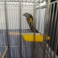 سهره|پرنده|کهریزک, |دیوار