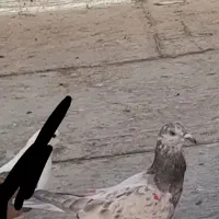 کفتر|پرنده|پاکدشت, پاکدشت (مامازند)|دیوار