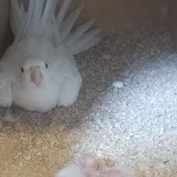 عروس هلندی آلبالو با جوجه