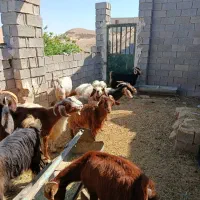 بز داشتی|حیوانات مزرعه|بهبهان, |دیوار