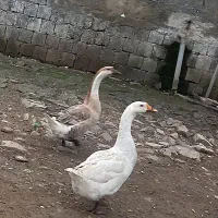 فروش قوقاز
