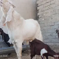 تکشاد گلابی اصل با پلنگی و کاموری|حیوانات مزرعه|هامون, |دیوار