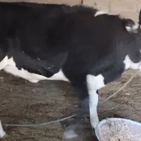 گاو پرآپ چاق مناسب برای مالداری و قصابی|حیوانات مزرعه|مهرستان, |دیوار