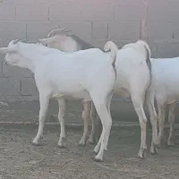 سلام. ۳ راس نری سومال ۱۰ ماهه درجه یک و پلمپ.|حیوانات مزرعه|بندر دیر, |دیوار