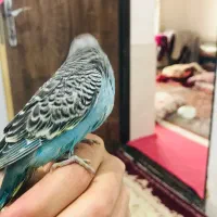 مرغ عشق|پرنده|پیرانشهر, |دیوار