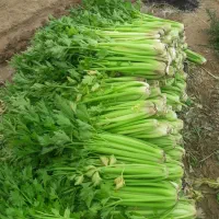 کرفس|عمدهفروشی|تاکستان, |دیوار