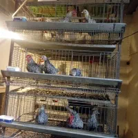 تخم‌ نطفه دارمرغ مینیاتوری|حیوانات مزرعه|پاکدشت, پاکدشت (مامازند)|دیوار