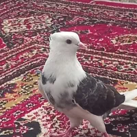 کبوتر نر دوبال قیچی