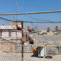 12عدد دمبی درجه یک همه باهم|پرنده|بهبهان, |دیوار