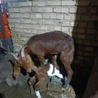 2 بز و بزغاله هاشون ...1 بز ابستن