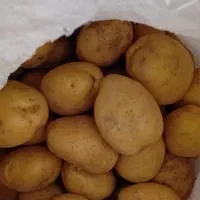 سیب زمینی تازه