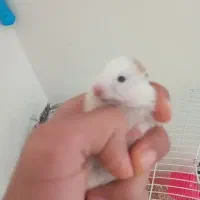 همستر|موش و خرگوش|کرمانشاه, |دیوار