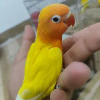 طوطی برزیلی سرلاکی و نرمه خور و اوپلاین ماده