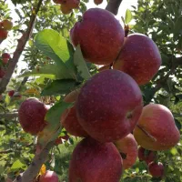 هرس کاری درختان میوه وزینتی