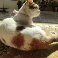 واگذاری گربه