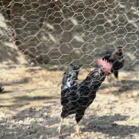 خروس گلین|حیوانات مزرعه|شیراز, کودیان|دیوار