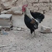 یک عدد خروس لری صابونی از بهترین نژاد