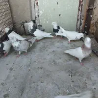 کفتر|پرنده|همدان, |دیوار