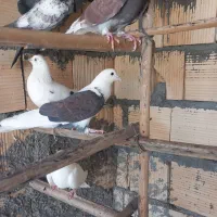 کبوتر چملگی وتکی چ ا ه س ت ا ن|پرنده|بندرعباس, |دیوار