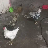 نیمچه خروس گلین