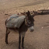 الاغ گله