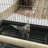 عروس هلندی|پرنده|خمین, |دیوار