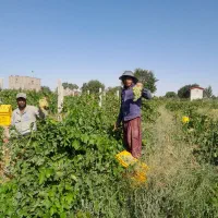 ملک فروشی ۶۵۰ متری باغ انگور|فروش دفتر صنعتی، کشاورزی، تجاری|تهران, عبدل‌آباد|دیوار