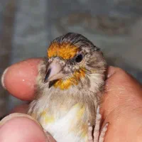 دوعدد جوجه سهره قناری نر بخون