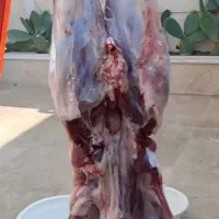 ذبح سلاخ سلاخی قصاب قربانی گوسفند۵۰۰تومن|خدمات پذیرایی، مراسم|زنجان, |دیوار