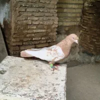 سینه زرد کاکل پیشونی نر