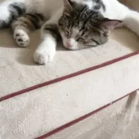 گربه. خونگی