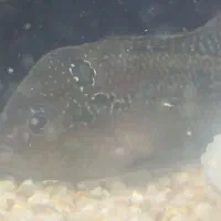 ماهی فلاور اکواریومی