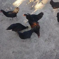 ۱۲عدد مرغ محلی سیاه