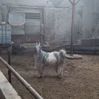 چپش دوبور بز بزغاله