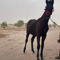 کره اسب عرب کورسی