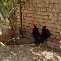 خروس سیاه در حمیدیه