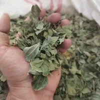 فروش عمده سدر (برگ کنار)