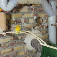 چهار جفت کوتوله با تخم وجوجه|پرنده|تربت جام, معدآباد|دیوار