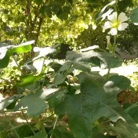 باغ درمسیر کندوان اسکو|فروش خانه و ویلا|اسکو, |دیوار