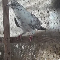 کفتر غریب گرفته