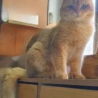 جفتگیری گربه بریتیش گلد نر