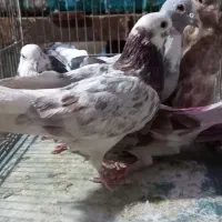 گرفتنی بلندی ۵تا