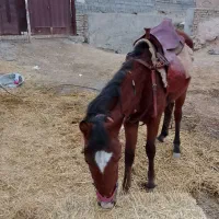 نریون|اسب و تجهیزات اسبسواری|مشهد, بهار|دیوار