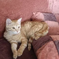 بچه گربه نارنجی 3 ماهه|گربه|شیراز, صنایع الکترونیک|دیوار