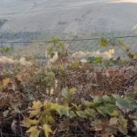 هرس انواع درخت میوه