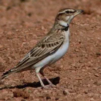 ۶ عدد قناری معاوضه با پرنده